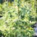 2709_9906_Picea_omorika_Pendula_Bruns_serbia_kuusk.jpg