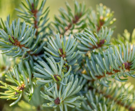 2709_9907_Picea_omorika_Pendula_Bruns__serbi_akuusk.jpg