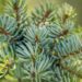 2709_9907_Picea_omorika_Pendula_Bruns__serbi_akuusk.jpg