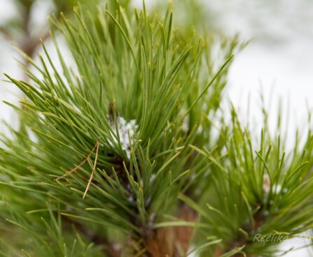 2714_6815_Pinus_nigra_Spielberg__2.JPG