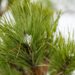 2714_6815_Pinus_nigra_Spielberg__2.JPG