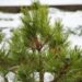 2714_6816_Pinus_nigra_Spielberg__3.JPG