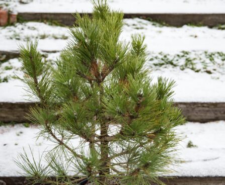 2714_6817_Pinus_nigra_Spielberg_.JPG