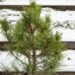 2714_6817_Pinus_nigra_Spielberg_.JPG