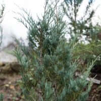2737_6538_Juniperus_scopulorum_Moonglow_.JPG