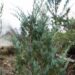 2737_6538_Juniperus_scopulorum_Moonglow_.JPG