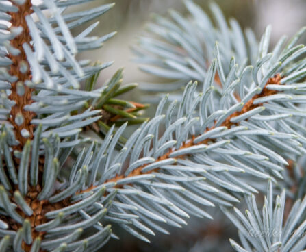 2739_6926_Picea_pungens_Hoopsii__2.JPG