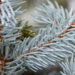 2739_6926_Picea_pungens_Hoopsii__2.JPG