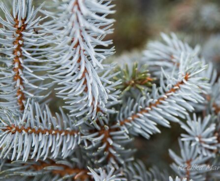2739_6927_Picea_pungens_Hoopsii_.JPG
