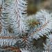 2739_6927_Picea_pungens_Hoopsii_.JPG