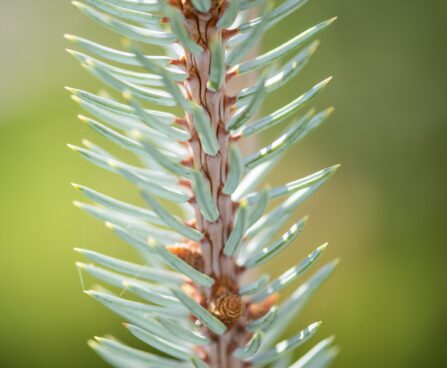 2739_9946_Picea_pungens_Hoopsii_torkav_kuusk_2.jpg
