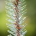 2739_9946_Picea_pungens_Hoopsii_torkav_kuusk_2.jpg