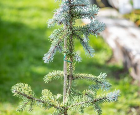 2739_9947_Picea_pungens_Hoopsii_torkav_kuusk.jpg