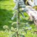 2739_9947_Picea_pungens_Hoopsii_torkav_kuusk.jpg