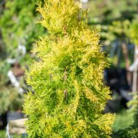 2762_10565_Thuja_occidentalis_Jantar__harilik_elupuu.jpg