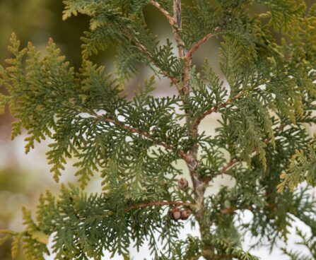 2765_7018_Thuja_occidentalis_Spiralis__2.JPG