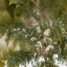 2765_7018_Thuja_occidentalis_Spiralis__2.JPG