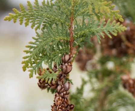 2765_7020_Thuja_occidentalis_Spiralis_.JPG