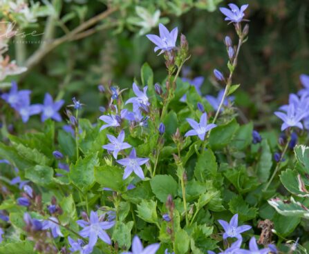 2773_8772_Campanula_Blue_Waterfall__2.JPG