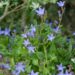 2773_8772_Campanula_Blue_Waterfall__2.JPG