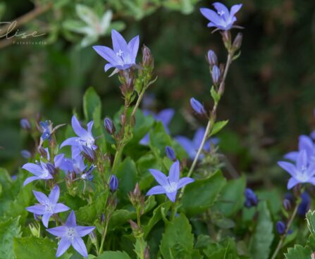 2773_8773_Campanula_Blue_Waterfall_.JPG