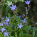 2773_8773_Campanula_Blue_Waterfall_.JPG