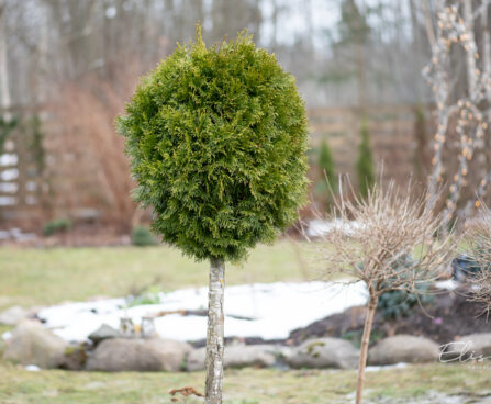 2780_11272_Thuja_occidentalis_Smaragd_PA_harilik_elupuu.jpg