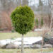 2780_11272_Thuja_occidentalis_Smaragd_PA_harilik_elupuu.jpg
