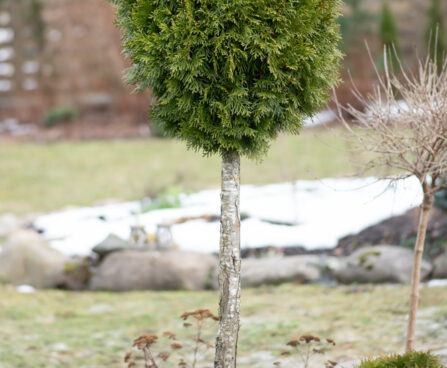 2780_11273_Thuja_occidentalis_Smaragd_PA_harilik_elupuu..jpg