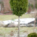 2780_11273_Thuja_occidentalis_Smaragd_PA_harilik_elupuu..jpg
