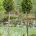 2780_7560_Thuja_occidentalis_Smaragd_PA_.JPG