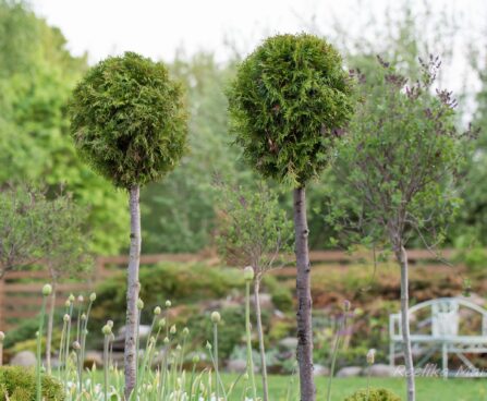 2780_7561_Thuja_occidentalis_Smaragd_PA__2.JPG