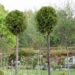 2780_7561_Thuja_occidentalis_Smaragd_PA__2.JPG