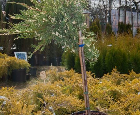 2782_8052_Juniperus_horizontalis_Andorra_Compacta_Variegata_PA_.JPG