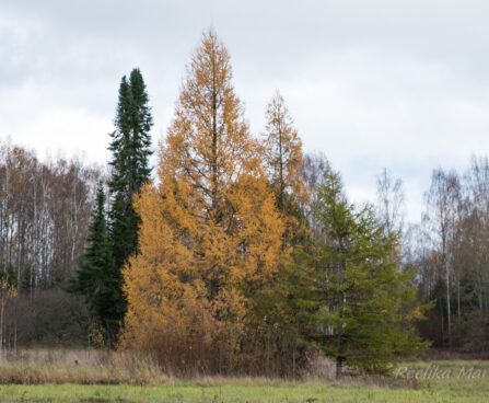 2799_6379_Larix_decidua_.jpg