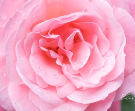 2805_9735_Rosa_sp._roos.jpg