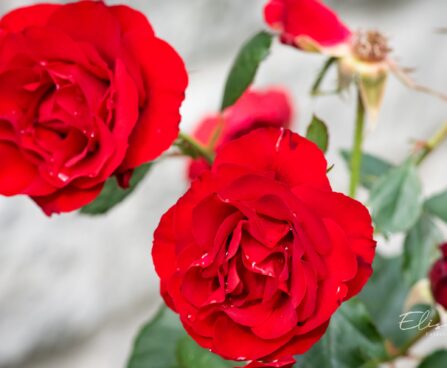 2807_9740_Rosa_sp._roos_4.jpg