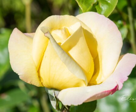 2813_10405_Rosa_Peace_roos_.jpg