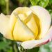 2813_10405_Rosa_Peace_roos_.jpg