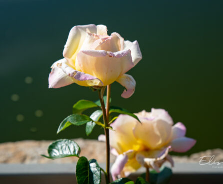 2813_10671_Rosa_roos.jpg