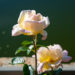 2813_10671_Rosa_roos.jpg
