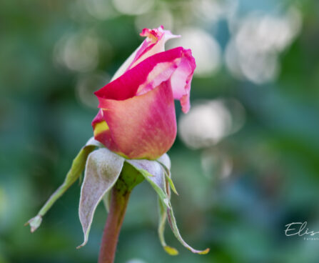 2813_11162_Rosa_Peace__roos.jpg