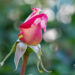 2813_11162_Rosa_Peace__roos.jpg