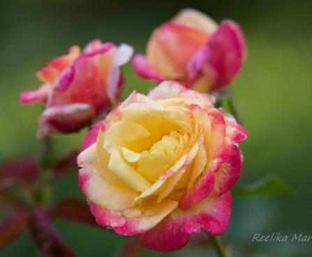 2813_7449_Rosa_Peace_.JPG