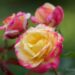 2813_7449_Rosa_Peace_.JPG
