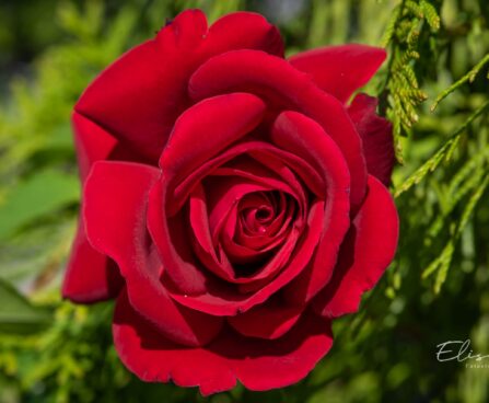 2815_10407_Rosa_Red_Climbing_roniroos_2.jpg