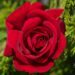 2815_10407_Rosa_Red_Climbing_roniroos_2.jpg