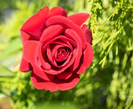 2815_10408_Rosa_Red_Climbing_roniroos_3.jpg