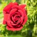 2815_10408_Rosa_Red_Climbing_roniroos_3.jpg