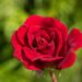 2815_10409_Rosa_Red_Climbing_roniroos.jpg